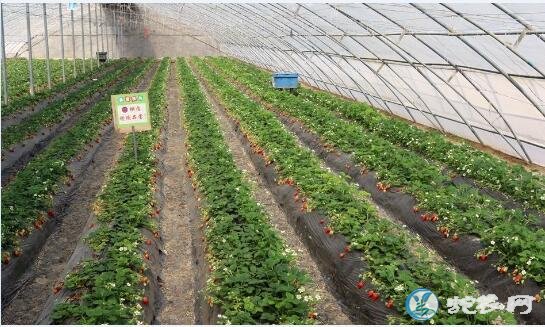 草莓网、了解最新的草莓种植技术从这里开始!