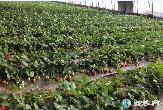 草莓网、了解最新的草莓种植技术从这里开始!