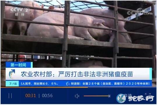 农业农村部:当前市面上的“非洲猪瘟疫苗”均为非法疫苗!并严查到底!