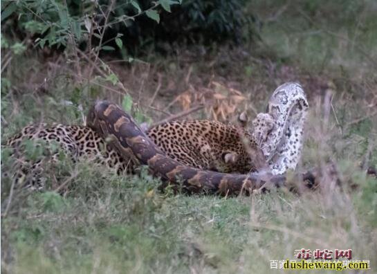 蟒蛇突然对猎豹发起攻击！虽然措手不及但还是别反杀！