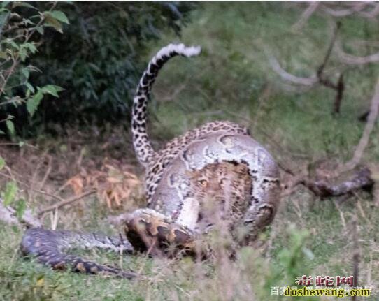 蟒蛇突然对猎豹发起攻击！虽然措手不及但还是别反杀！