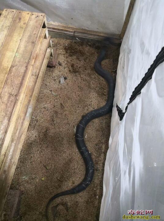 雷村蛇场黄老师到广西柳州基地指导工作