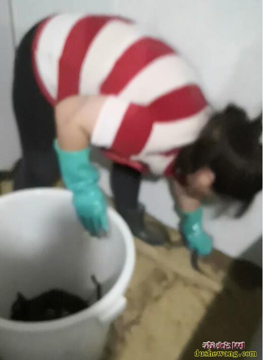 眼镜蛇与美女的故事:美女婷婷成了这群蛇的主人!