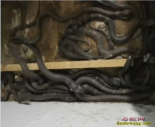 眼镜蛇与美女的故事:美女婷婷成了这群蛇的主人!