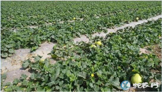 香瓜种植技术、种植甜瓜对环境有什么要求?