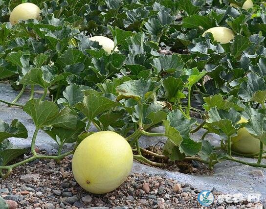香瓜种植技术、种植甜瓜对环境有什么要求?