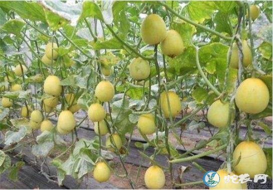 香瓜种植技术、种植甜瓜对环境有什么要求?