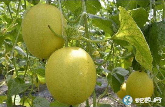 香瓜种植技术、种植甜瓜对环境有什么要求?