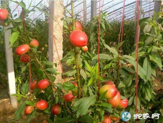 桃子怎么种、大棚油桃种植管理技术