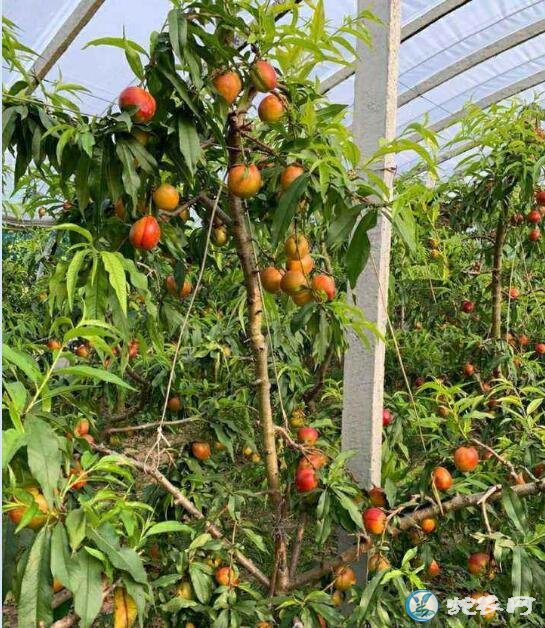 桃子怎么种、大棚油桃种植管理技术
