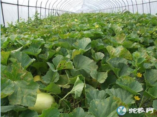 香瓜种植技术、甜瓜的生长周期是多长?