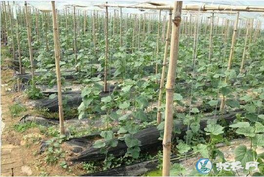 香瓜种植技术、甜瓜的生长周期是多长?