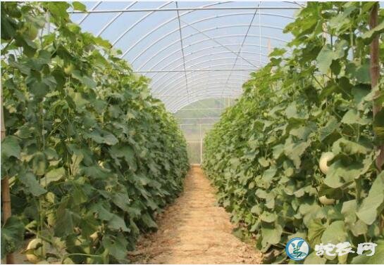 香瓜种植技术、甜瓜的生长周期是多长?
