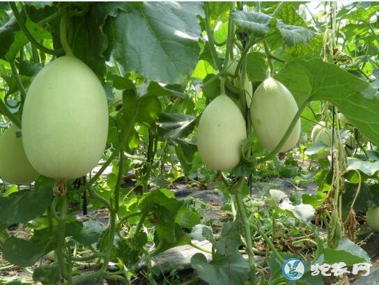 香瓜种植技术、甜瓜的生长周期是多长?