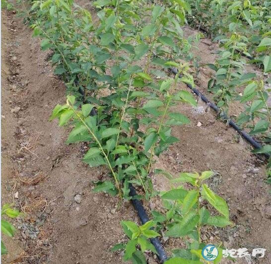 樱桃树苗的种植方法、樱桃无病毒苗木繁育技术规范