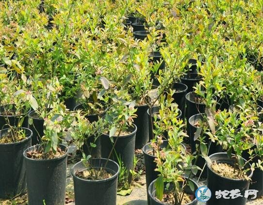 樱桃树苗的种植方法、樱桃无病毒苗木繁育技术规范