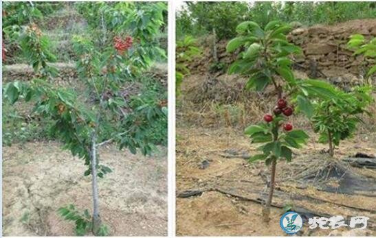 樱桃树苗的种植方法、樱桃无病毒苗木繁育技术规范