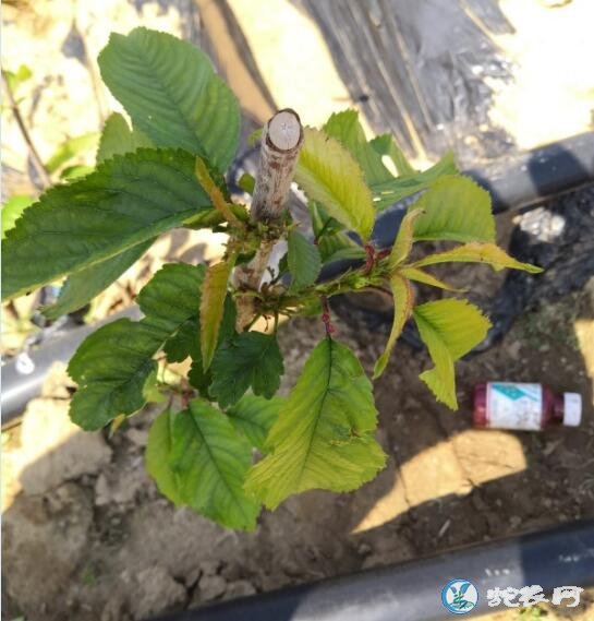 樱桃树苗的种植方法、大樱桃嫁接育苗技术分享