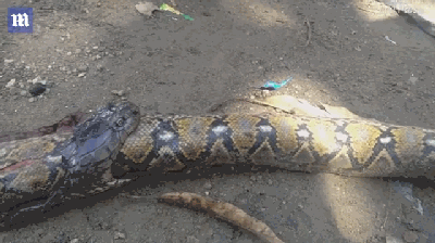 菲律宾疑似眼镜蛇活吞蟒蛇被砸死！蛇友说“也不怕撑死了”！