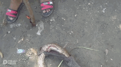 菲律宾疑似眼镜蛇活吞蟒蛇被砸死！蛇友说“也不怕撑死了”！