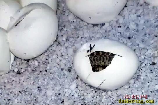蛇蛋破壳出苗需要多久？蛇蛋破壳是什么样子的？