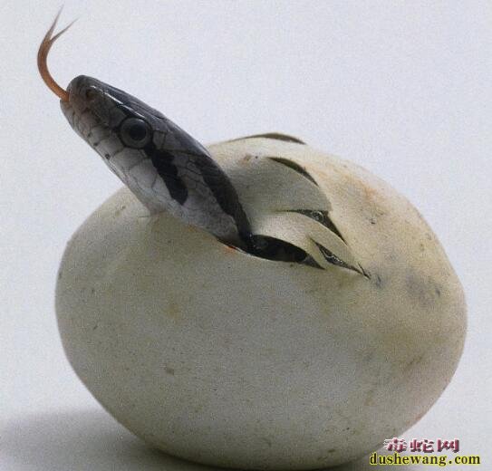蛇蛋孵化出壳的时间一般在60天左右,但有的蛇不需要两个月,有的蛇则