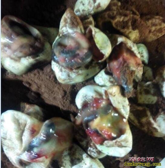 坏蛇蛋图片!孵化中出现的坏蛇蛋是什么样子的?