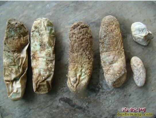坏蛇蛋图片!孵化中出现的坏蛇蛋是什么样子的?