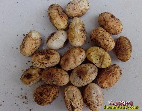 坏蛇蛋图片!孵化中出现的坏蛇蛋是什么样子的?