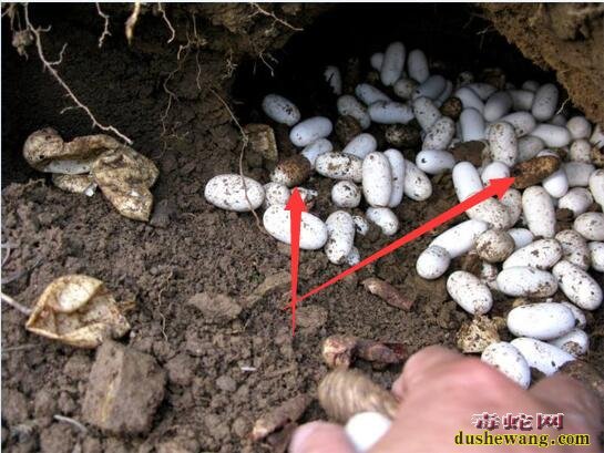 坏蛇蛋图片！孵化中出现的坏蛇蛋是什么样子的？