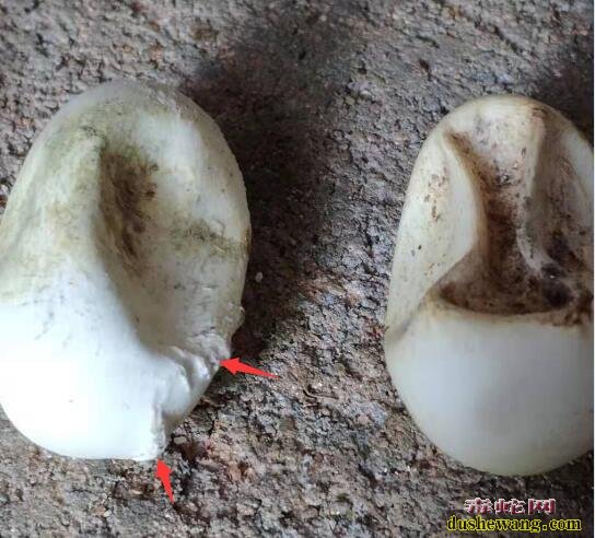 坏蛇蛋图片!孵化中出现的坏蛇蛋是什么样子的?