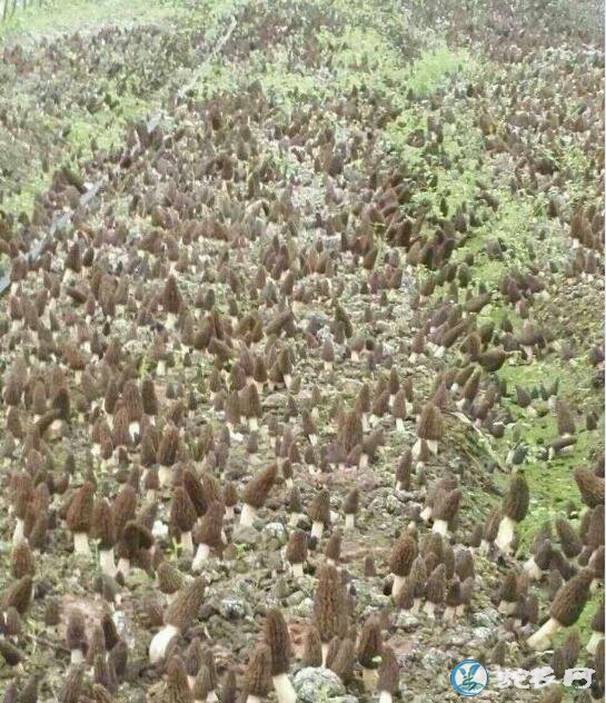 羊肚菌栽培技术,羊肚菌大田无基料栽培技术要点