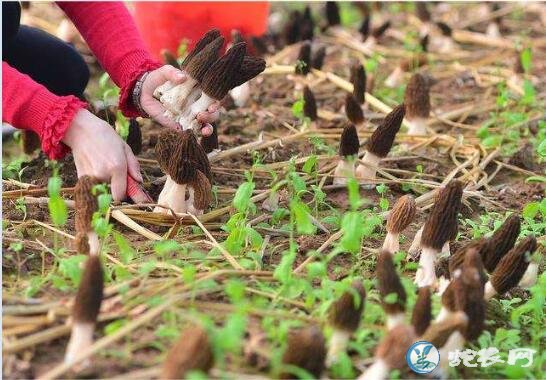 羊肚菌栽培技术、种植羊肚菌项目的效益与风险如何?
