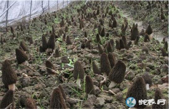 羊肚菌栽培技术、种植羊肚菌项目的效益与风险如何?