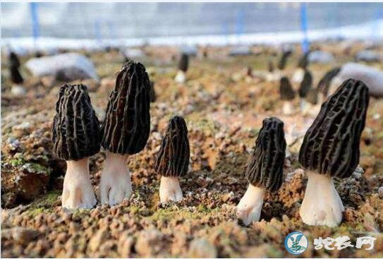 羊肚菌栽培技术、种植羊肚菌项目的效益与风险如何?