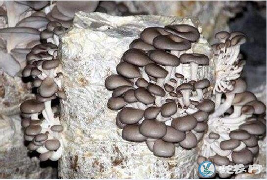 平菇种植最简单方法?玉米芯豆腐渣混栽平菇技术!