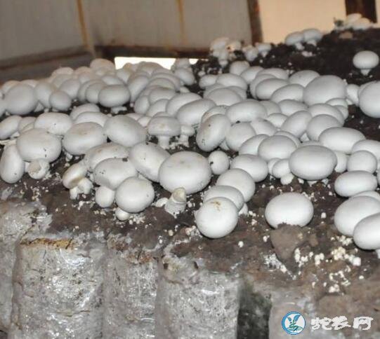 平菇种植最简单增产方法?菌筒切断栽培可使三茬以后菇增产!