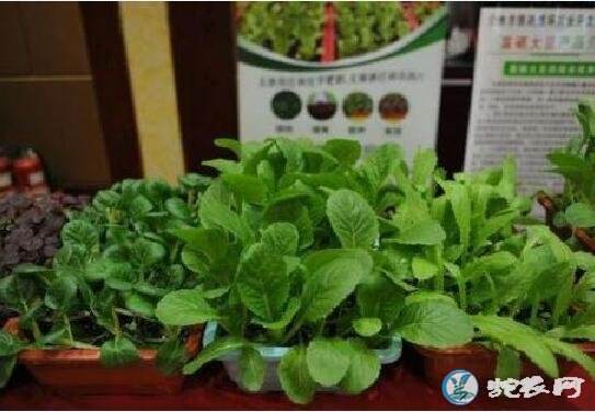 中国富硒蔬菜杂交成功!吃富硒蔬菜有什么功效与作用呢?