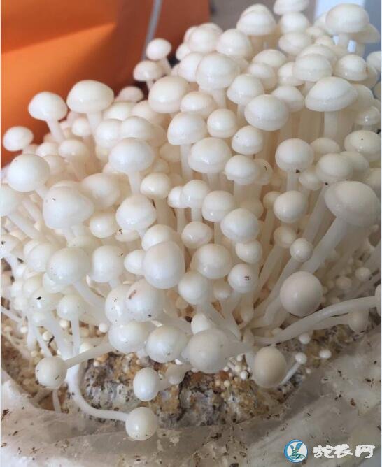 金针菇种植技术培训