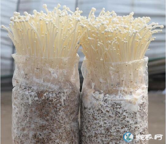 怎样种植金针菇?金针菇优质高产栽培技术!