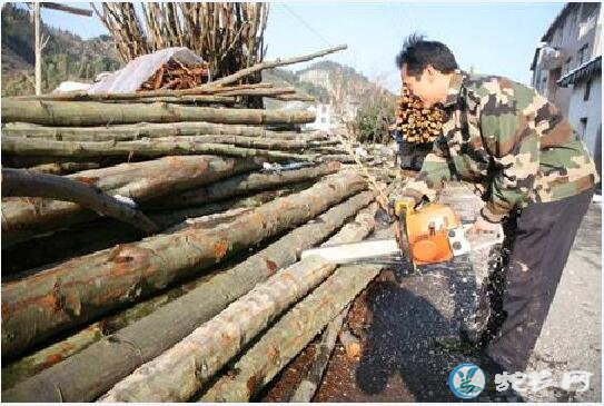 灵芝种植、椴木熟料人工栽培灵芝高产技术