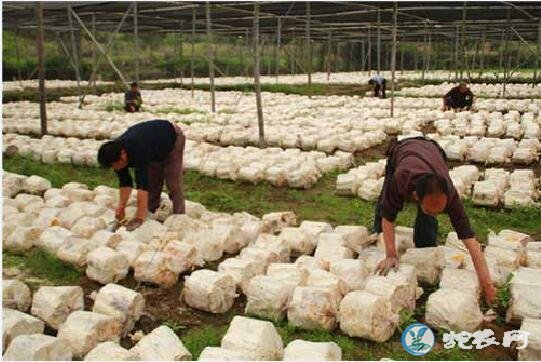 灵芝种植、椴木熟料人工栽培灵芝高产技术