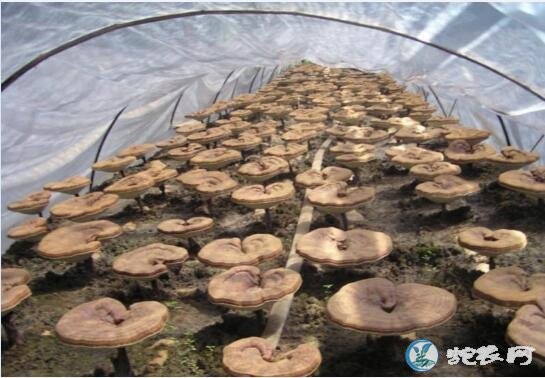 灵芝种植、椴木熟料人工栽培灵芝高产技术
