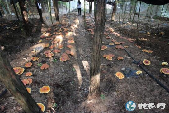 人工灵芝的种植方法、灵芝高产增产四点改革技术!