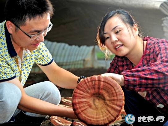 人工灵芝的种植方法、灵芝高产增产四点改革技术!