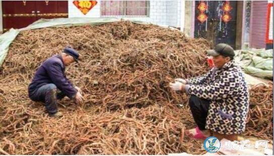 丹参价格下滑严重!曾经10元一斤家家种,现3.5元没人要!