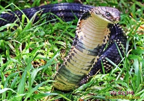 珠海一公园出现剧毒眼镜王蛇！遇到眼镜王蛇还是躲远点好！