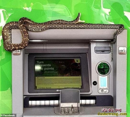 澳洲巨蟒缠绕ATM机上吓坏路人！看来养蟒蛇比养狗看护更好！