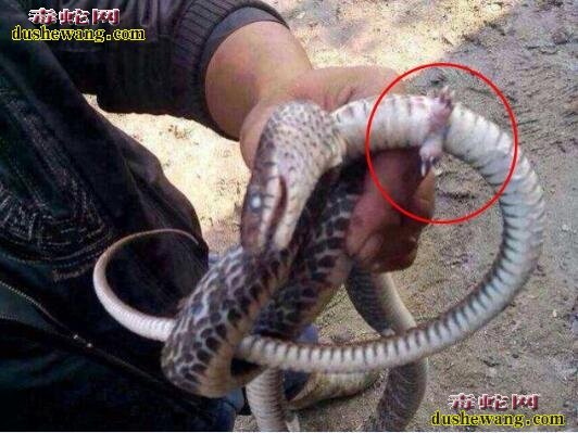 银环蛇的公母分别？银环蛇怎么分雌雄蛇？