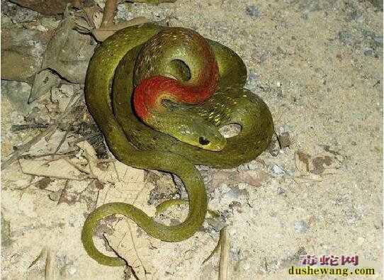 广东红颈蛇是什么蛇？有几种这样的红脖蛇？